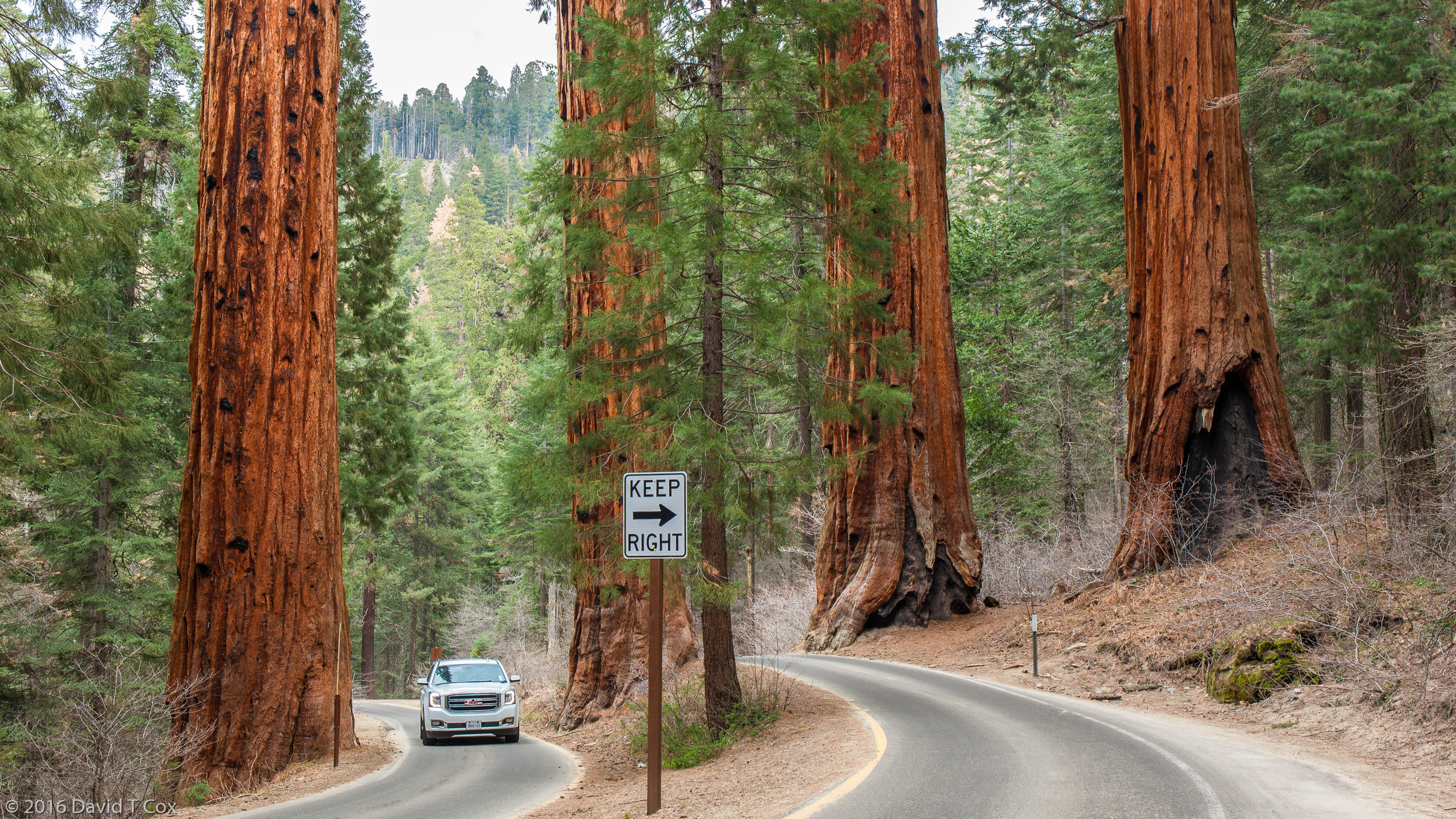 Four Sequoias, Hwy 198, Sequoiia NP, CA - Dave's Travelogues