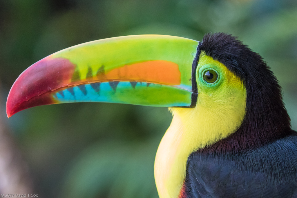 Keel-billed Toucan, Hotel La Casona, Minca, Caribbean, Colombia - Dave