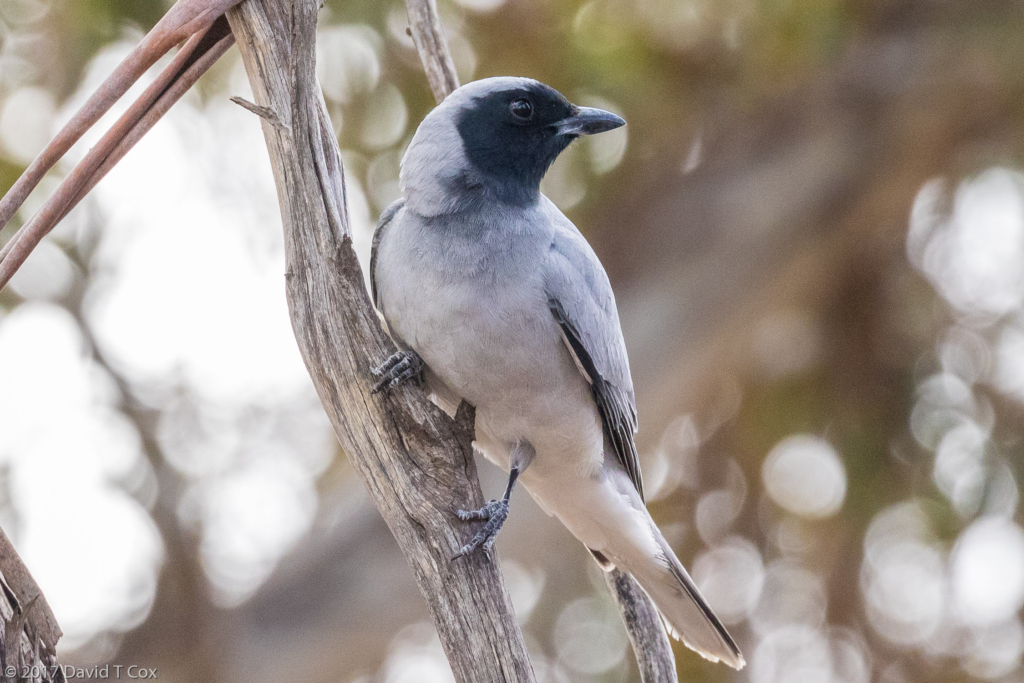 Black-faced Cuckoo-shrike, Stirling Range Np, Wa, Australia - Dave's 