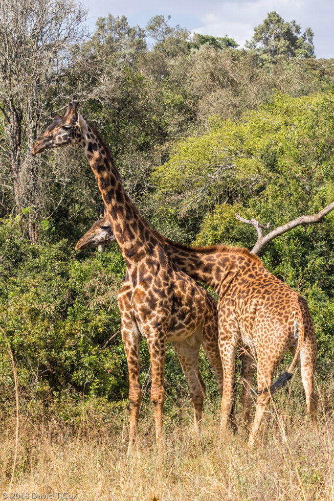 Giraffe Nairobi Np Kenya Daves Travelogues