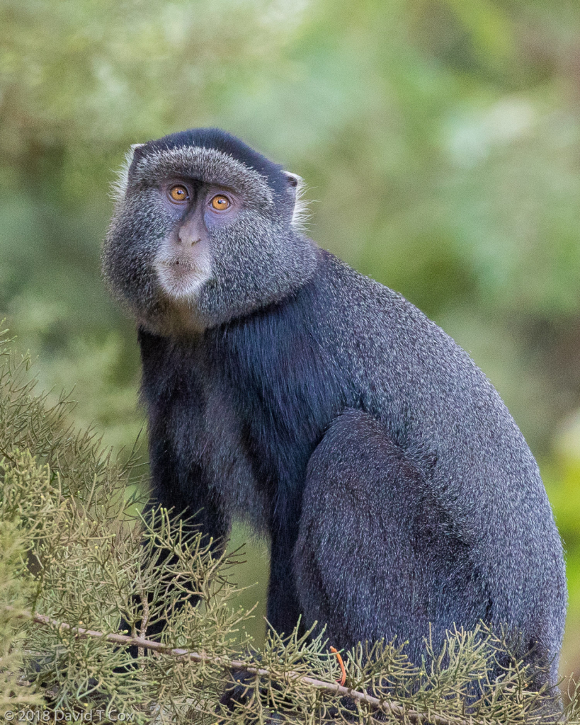 Blue Monkey, Gentle Monkey Complex, Kakamega Forest, Kenya - Dave’s