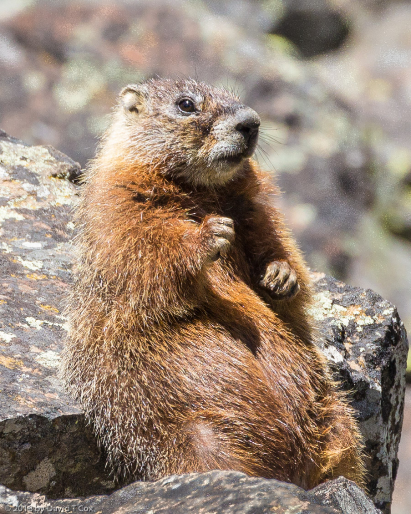 Yellow-bellied Marmot, Sheepeater Cliff, Mammoth, Yellowstone NP, WY ...