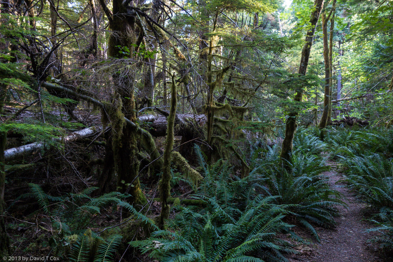 Loop Trail, Newhalem Camp, North Cascades NP, WA - Dave's Travelogues