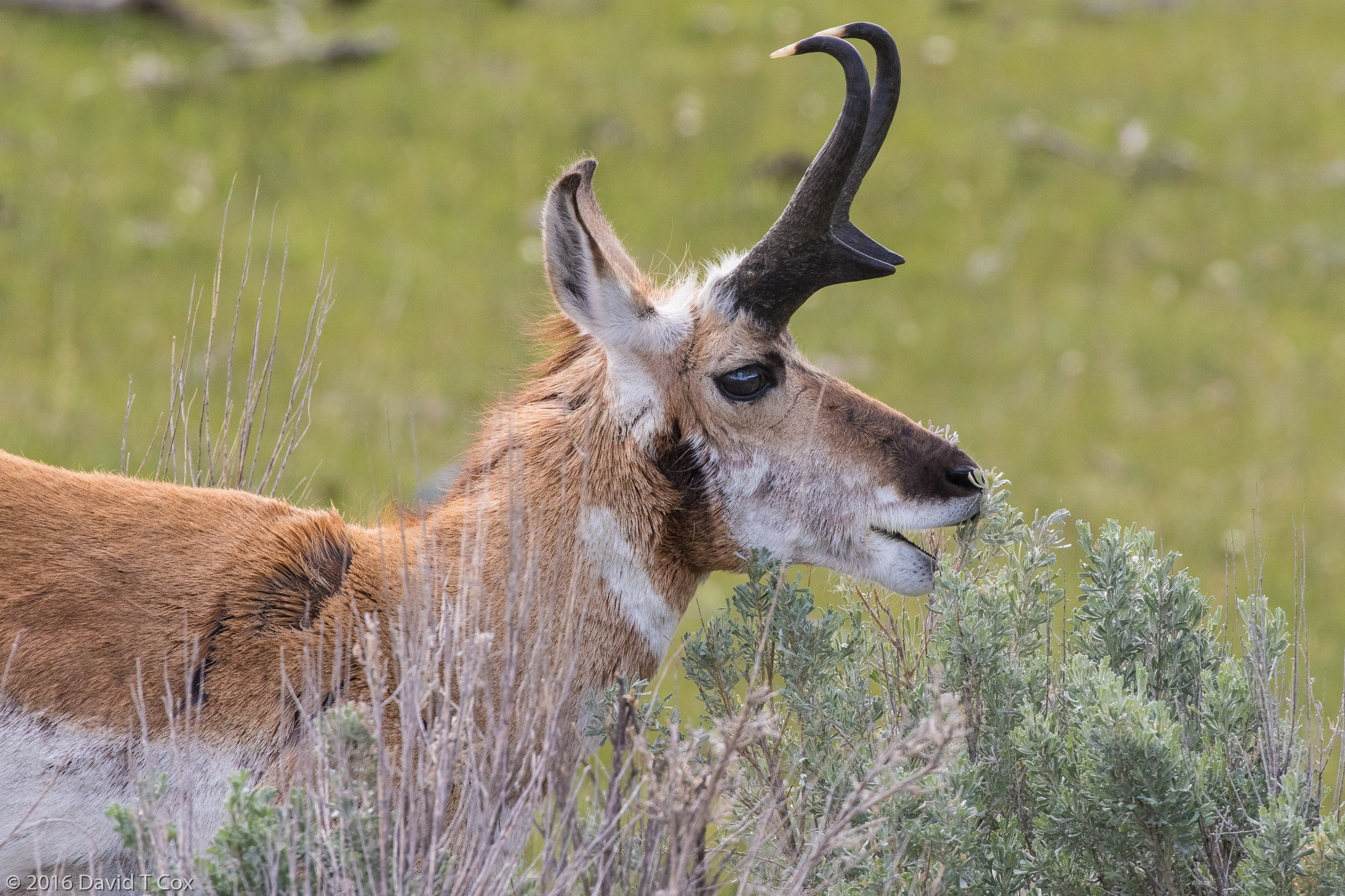 Pronghorn, Lamar Valley, Yellowstone NP, WY - Dave's Travelogues