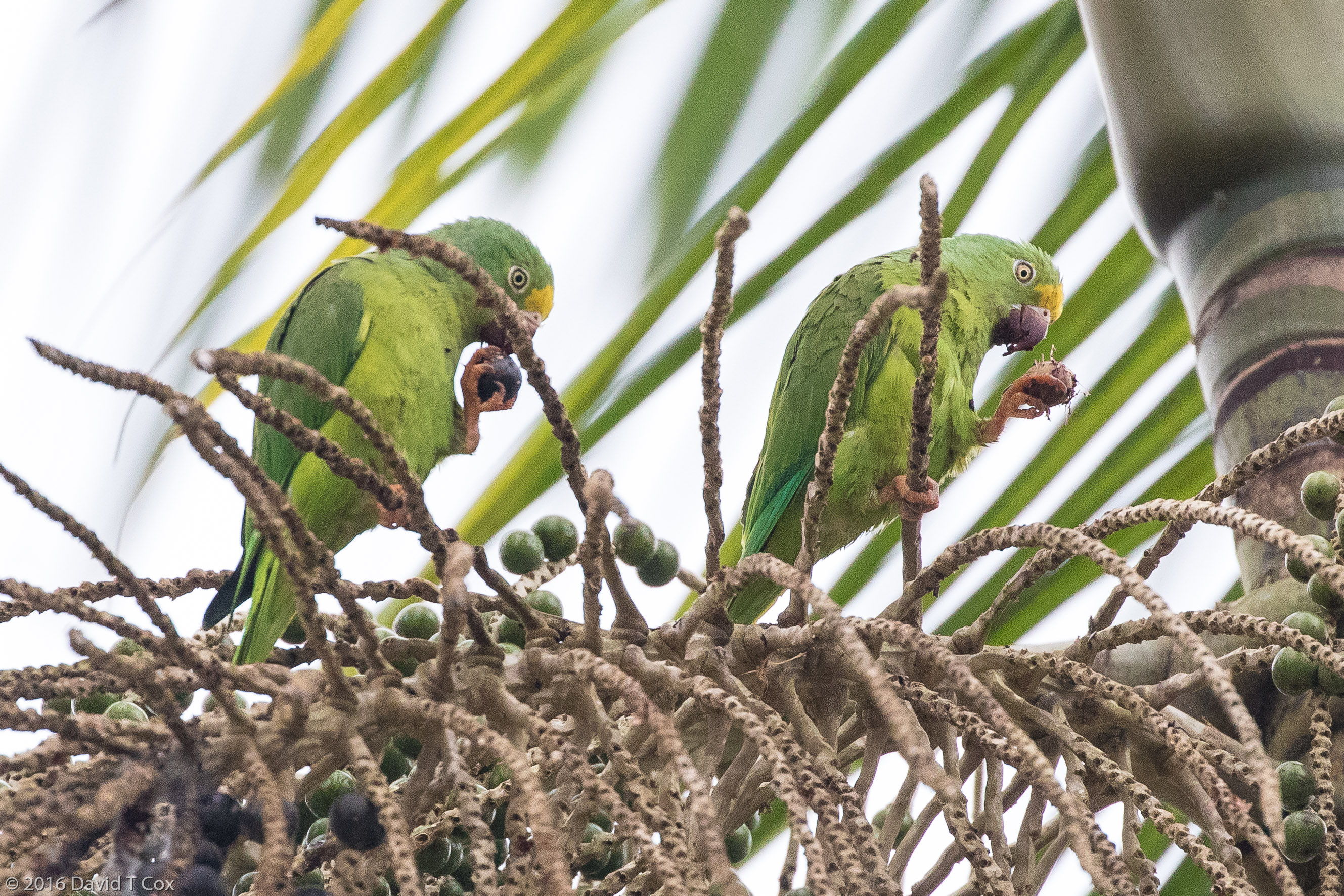Tui Parakeet, Puerto Narino, Amazonia, Colombia - Dave's Travelogues