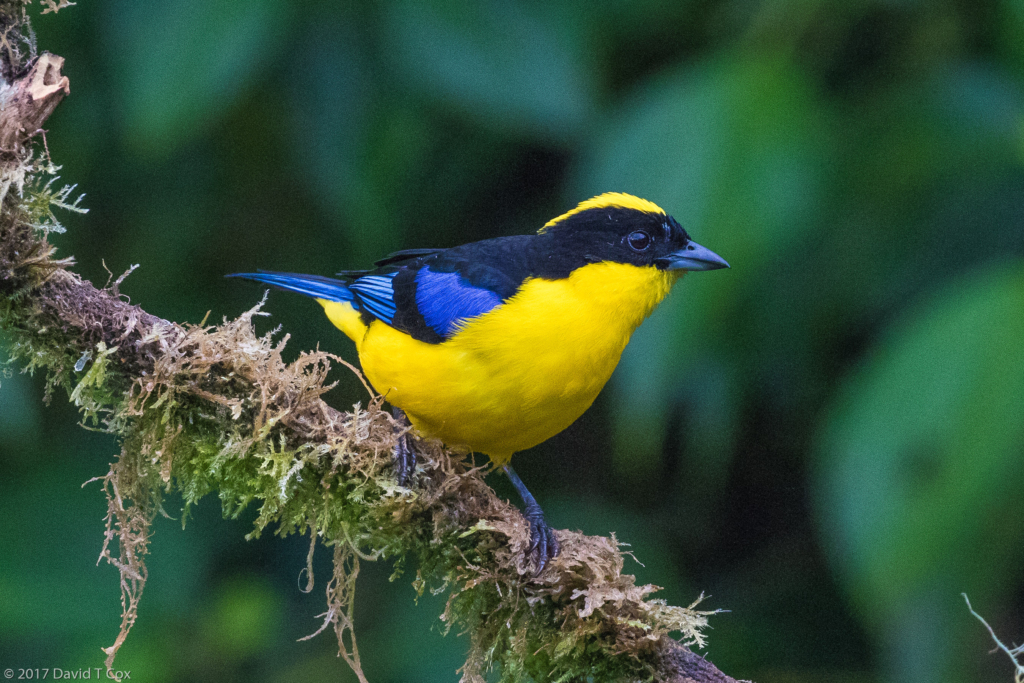 Blue-winged Mountain-Tanager, Reserva Rio Blanco, Colombia - Dave's ...