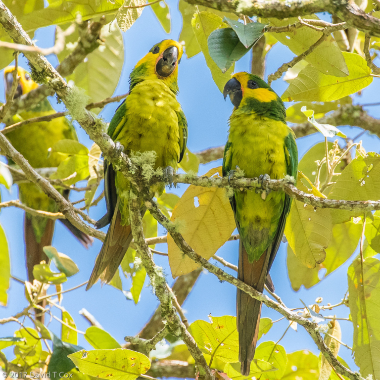 Yellow-eared Parrot, Endangered and Endemic, Jardin-Rio Sucio Rd - Dave ...