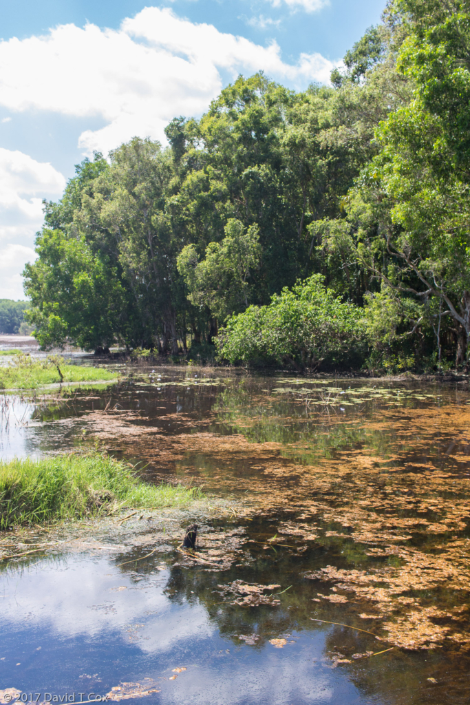 Fogg Dam Conservation Area, NT, Australia - Dave's Travelogues