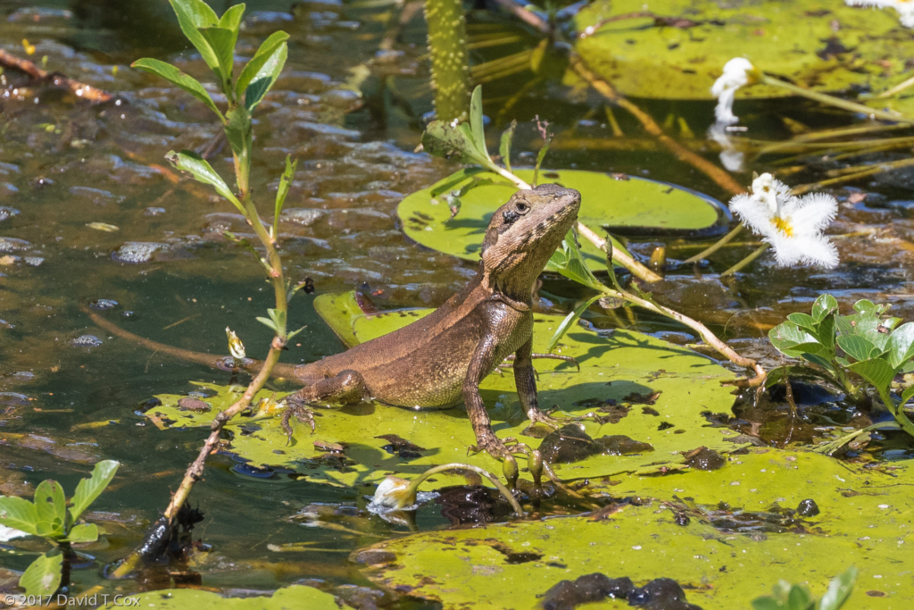 Water Lizard Mamukala Wetlands Kakadu Np Nt Australia Daves