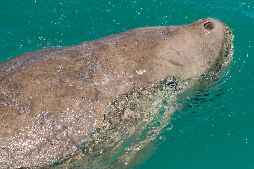 Dugong, Sharks Bay from Aristocat-2 catamaran, Monkey Mia, WA, A - Dave ...