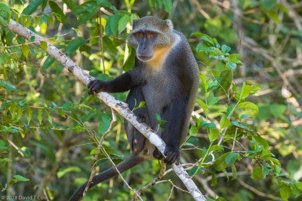 Gentle Monkey complex aka Syke's Monkey aka White-throated, Shim - Dave ...